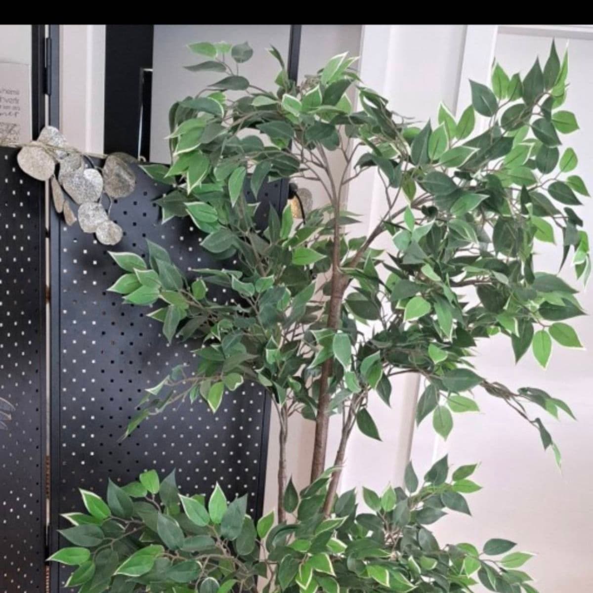 Gerviplanta