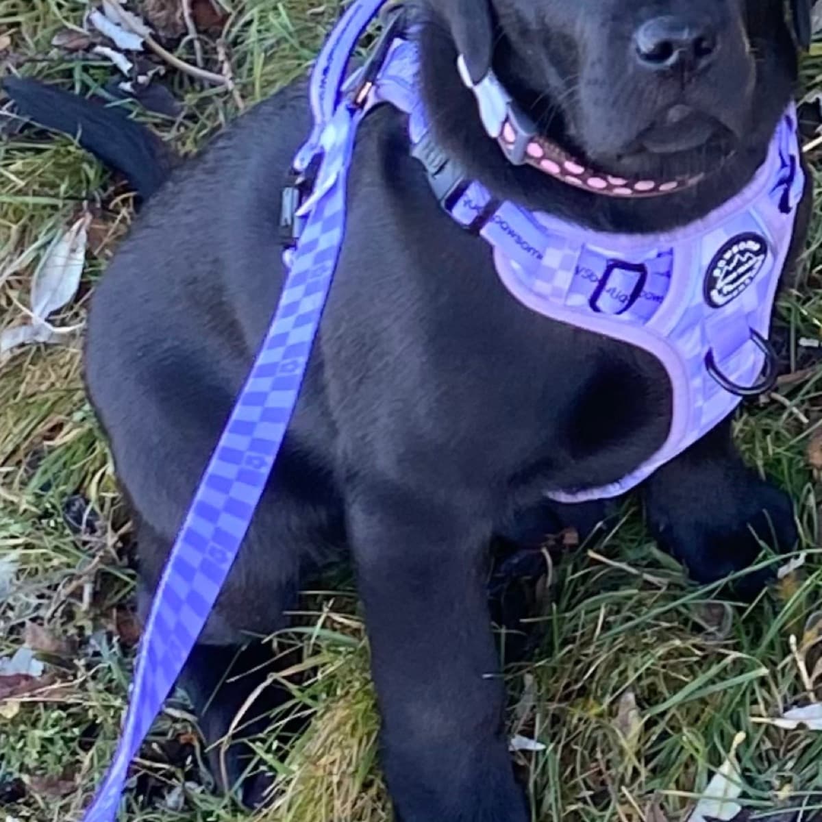 Beisli og taumur frá Pawsome Paws Boutique