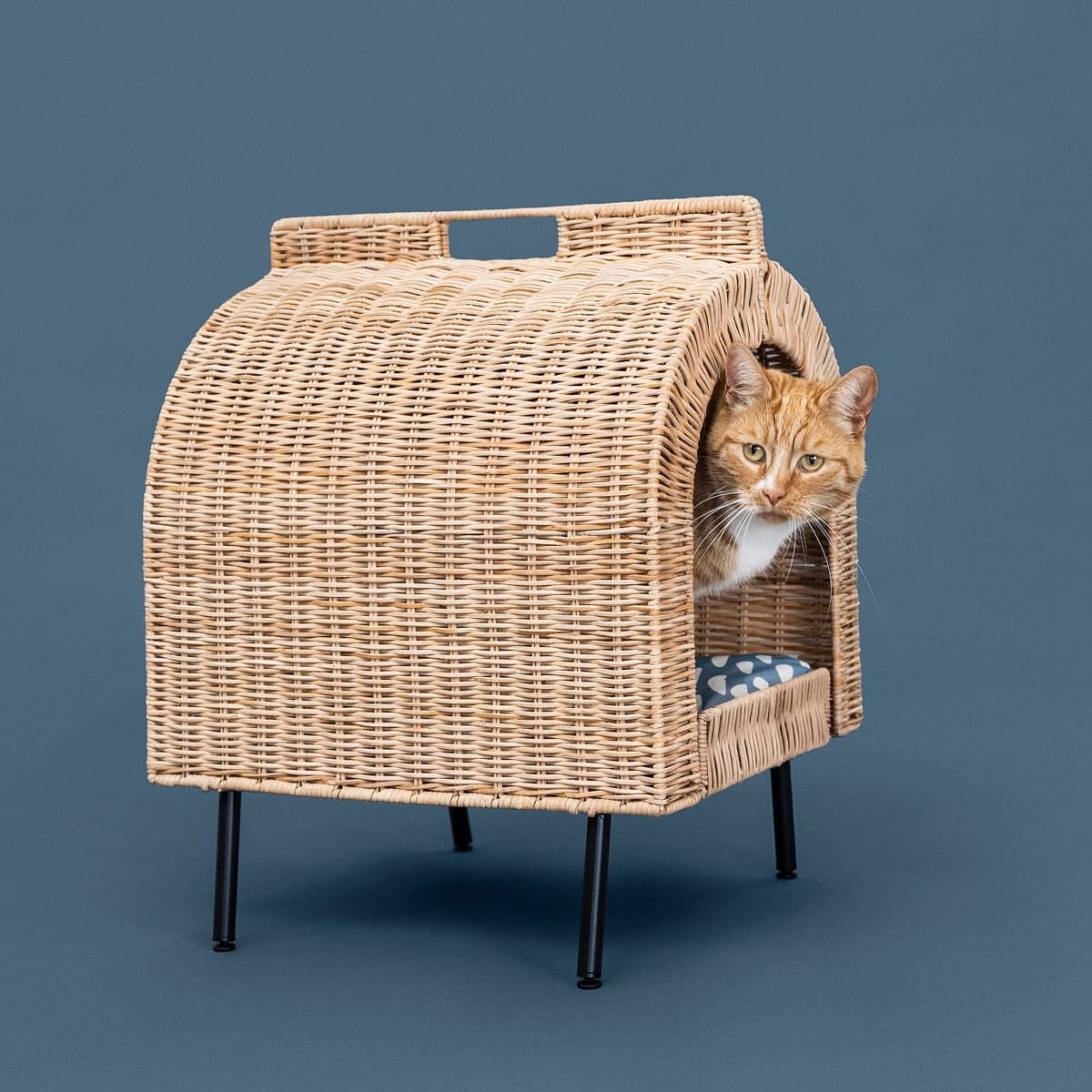 Kattabæli með púða
