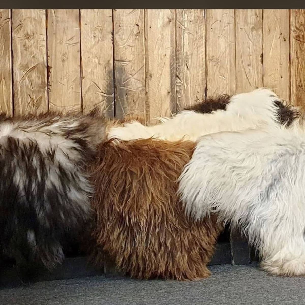 Sauðargærur